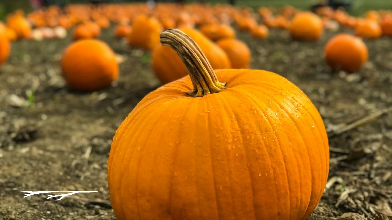 October harvest produce and cozy seasonal dining inspiration for Root and Branch in Clermont